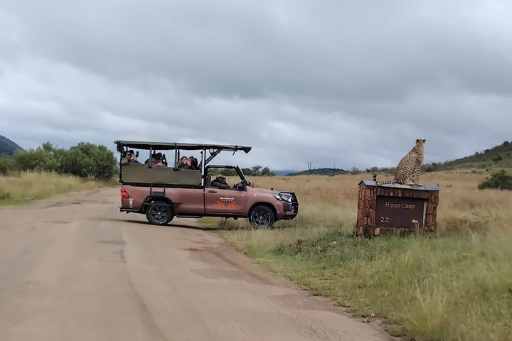 Full Day Pilanesberg Safari Adventure - Photo 1 of 19